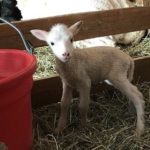 April 13 Lamb